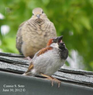 House-Sparrow-sings.png